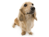 マンドレ シェーデットクリーム カニンヘンダックス マンドレ シェーデットクリーム カニンヘンダックス