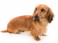 Kaninchen_Dachshund04カメオ_K9A8119