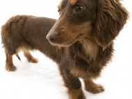 オアシス カニンヘンダックス 女の子 チョコ&タン オアシス カニンヘンダックス 女の子 チョコ&タン