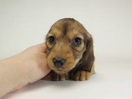 5月子レット女-3 5月子レット女-3