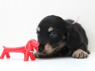 04さぶれ君長男 (4)