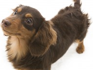 コラム カニンヘンダックス 女の子 チョコ＆タン