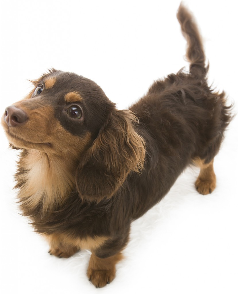 コラム カニンヘンダックス 女の子 チョコ＆タン