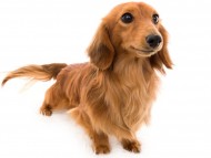 tn12パッションcs_K9A1778