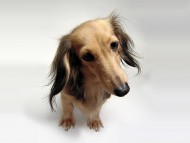 シェリー カニンヘンダックス 女の子