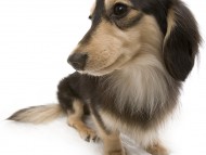 武蔵 JKCチャンピオン 極小カニンヘン 雄 ブラック&クリーム 武蔵 JKCチャンピオン 極小カニンヘン 雄 ブラック&クリーム