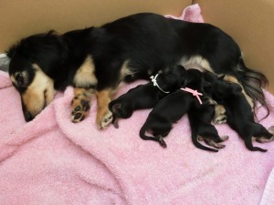 メリア 3/5出産しました