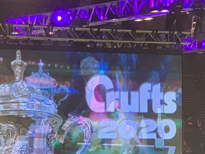 Crufts 2020 ウィナーはワイヤーダックスフンド！！