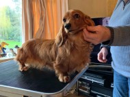 Crufts1098 Crufts1098