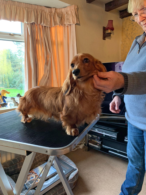 Crufts 2020 ダウンノートンさんのお宅訪問中 Crufts 2020 ダウンノートンさんのお宅訪問中