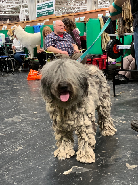 Crufts 2020 今日はワーキンググループを観戦Crufts16 Crufts 2020 今日はワーキンググループを観戦