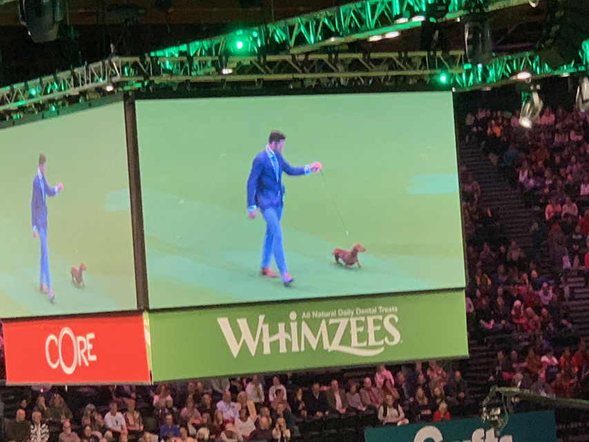 Crufts 2020 ハウンドグループ戦