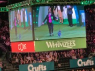 Crufts1984 Crufts1984