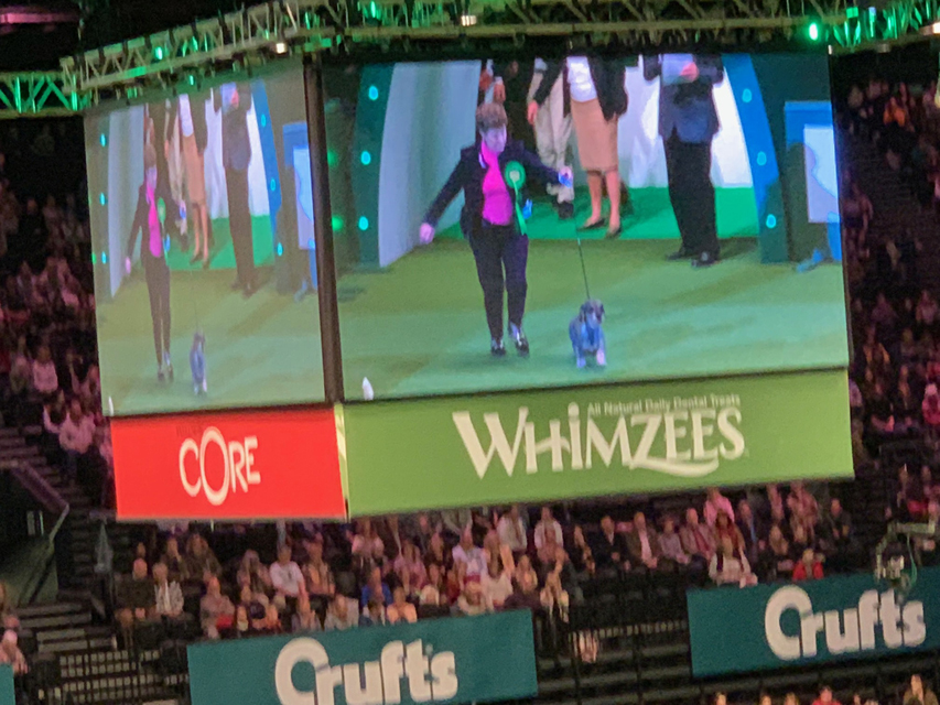 Crufts 2020 ハウンドグループ戦
