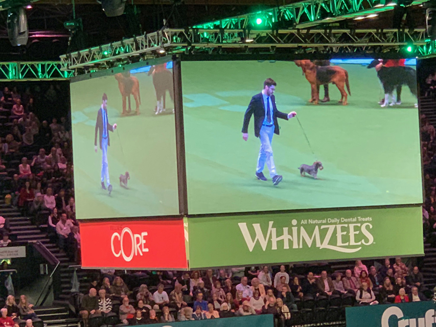 Crufts 2020 ハウンドグループ戦