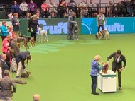 Crufts1992 Crufts1992
