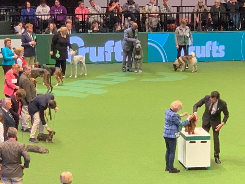 Crufts 2020 ハウンドグループ戦