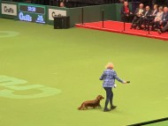 Crufts1999 Crufts1999