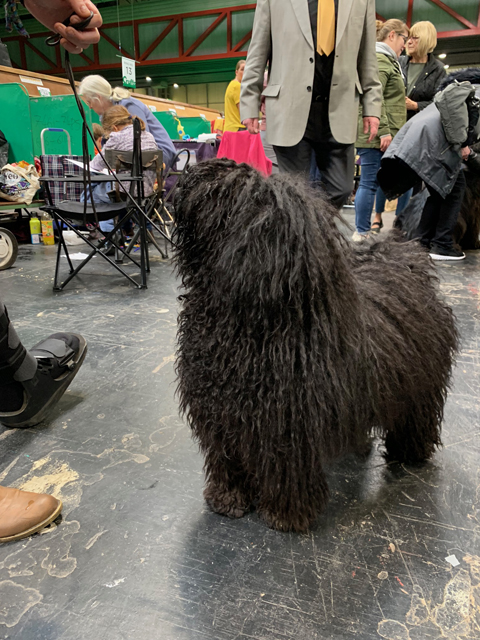 Crufts 2020 今日はワーキンググループを観戦Crufts20 Crufts 2020 今日はワーキンググループを観戦
