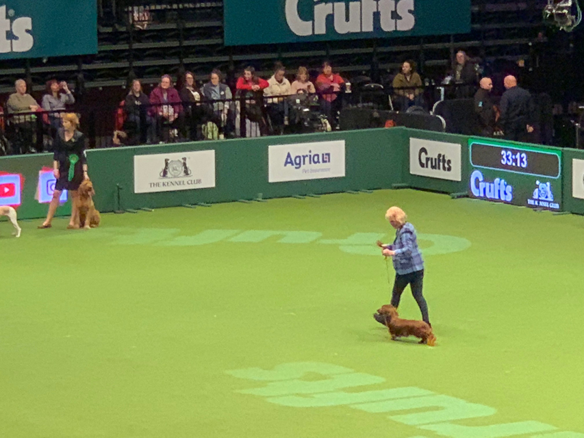 Crufts 2020 ダックスフンド達も頑張ってますCrufts2002 Crufts 2020 ダックスフンド達も頑張ってます