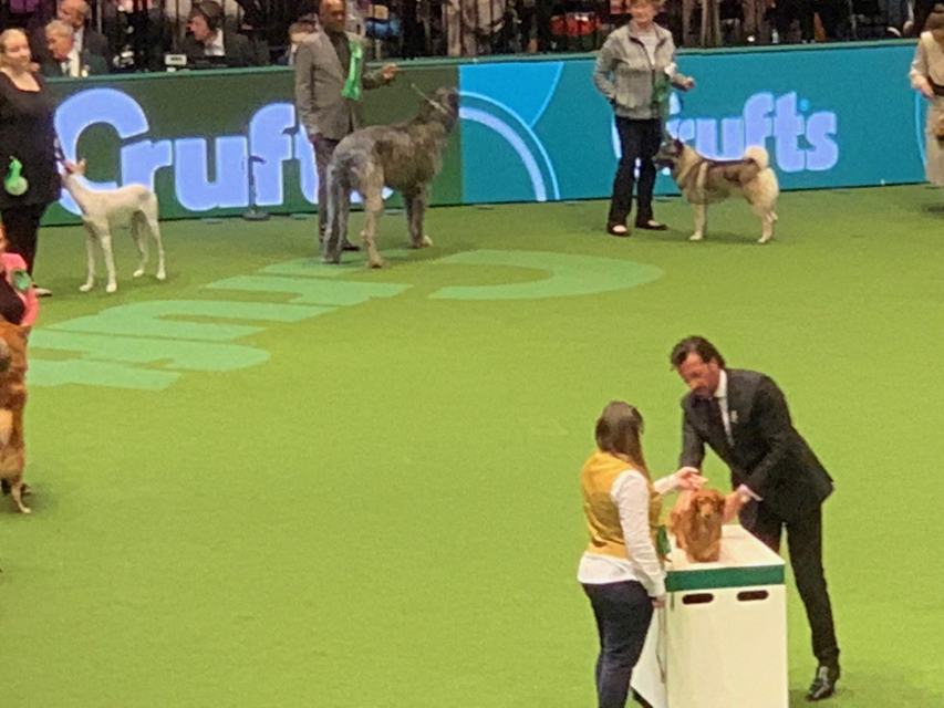 Crufts 2020 ダックスフンド達も頑張ってますCrufts2004 Crufts 2020 ダックスフンド達も頑張ってます