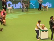 Crufts2005 Crufts2005