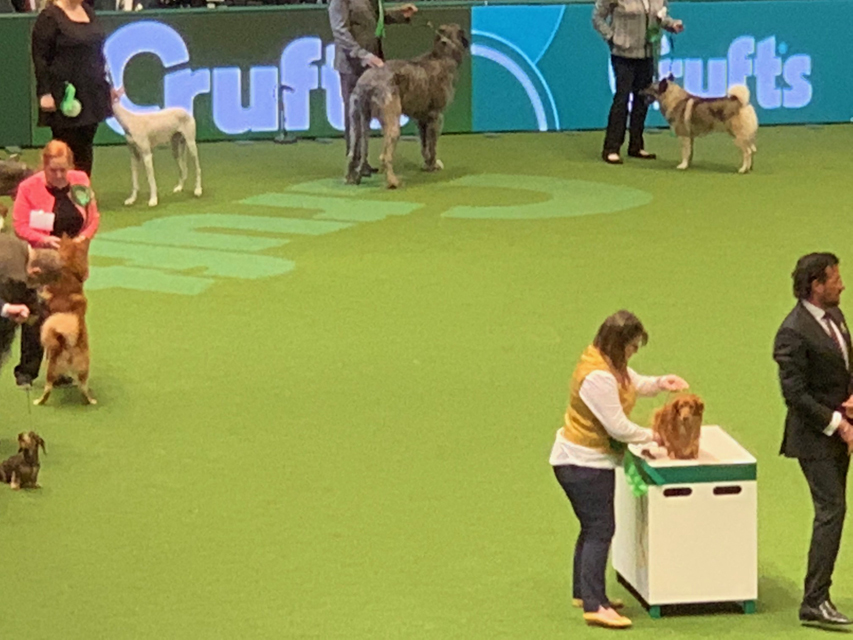 Crufts 2020 ダックスフンド達も頑張ってますCrufts2005 Crufts 2020 ダックスフンド達も頑張ってます