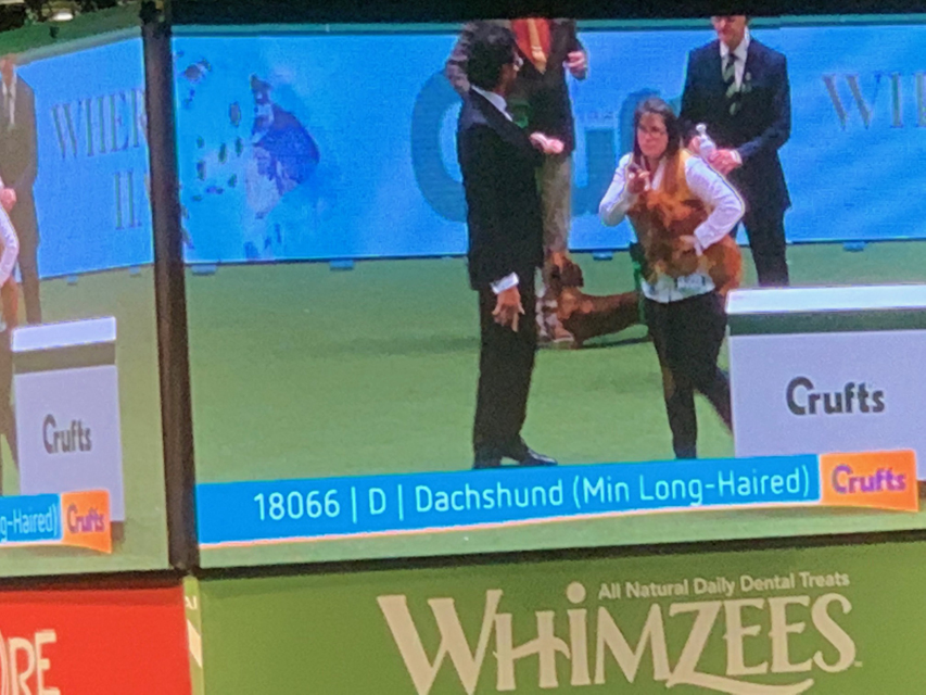 Crufts 2020 ダックスフンド達も頑張ってますCrufts2006 Crufts 2020 ダックスフンド達も頑張ってます