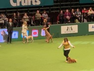 Crufts2013 Crufts2013