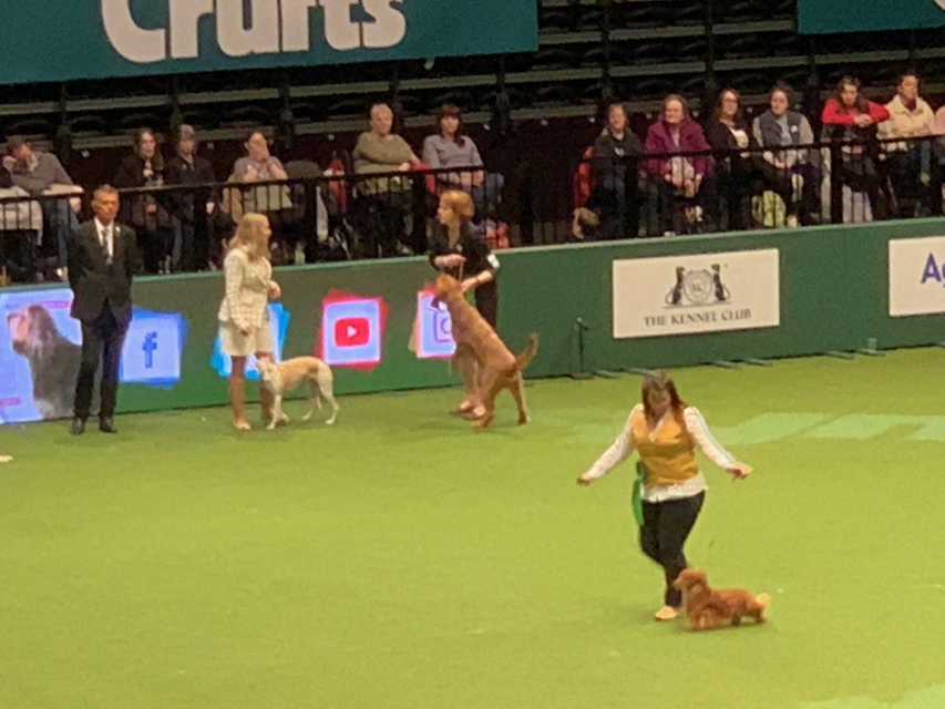 Crufts 2020 ダックスフンド達も頑張ってますCrufts2013 Crufts 2020 ダックスフンド達も頑張ってます