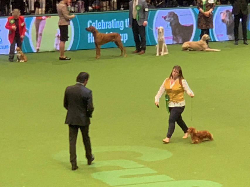 Crufts 2020 ダックスフンド達も頑張ってますCrufts2015 Crufts 2020 ダックスフンド達も頑張ってます