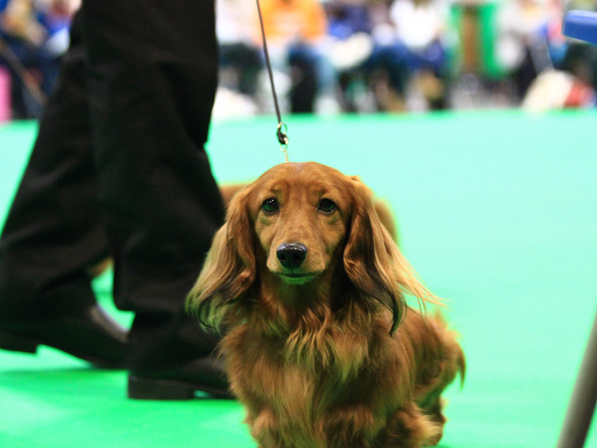 Crufts 2020 出陳のミニチュアダックスフンド