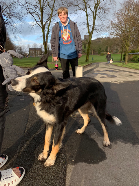 Crufts 2020 ウェールズにてCrufts2020285 Crufts 2020 ウェールズにて