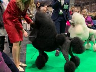 Crufts202035 Crufts202035