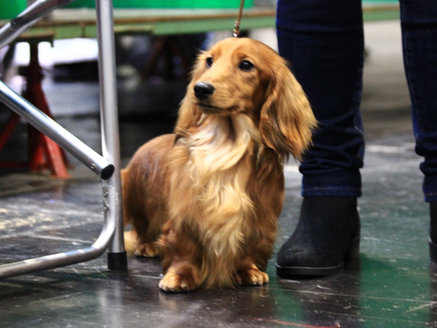 Crufts 2020 出陳のミニチュアダックスフンド