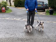 Crufts202036 Crufts202036