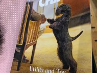 Crufts2020400 Crufts2020400