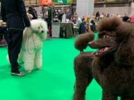Crufts2020406 Crufts2020406