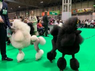 Crufts202041
