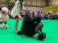Crufts2020416