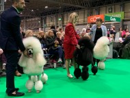 Crufts2020430