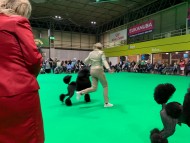 Crufts202048
