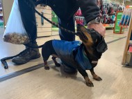 Crufts202048 Crufts202048