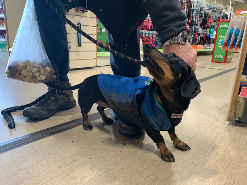 Crufts 2020 ウェールズからバーミンガムへの移動途中Crufts202048 Crufts 2020 ウェールズからバーミンガムへの移動途中