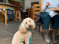 Crufts202052 Crufts202052