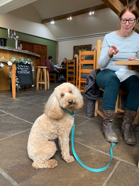 Crufts 2020 ウェールズからバーミンガムへの移動途中Crufts202052 Crufts 2020 ウェールズからバーミンガムへの移動途中