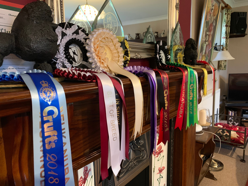 Crufts 2020 ウェールズからバーミンガムへの移動途中Crufts202055 Crufts 2020 ウェールズからバーミンガムへの移動途中