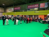 Crufts202062
