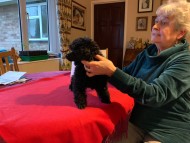 Crufts202068 Crufts202068