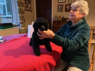 Crufts202069 Crufts202069